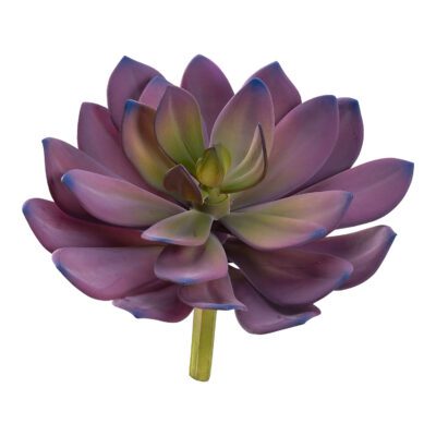 Pink Echeveria - GR2038