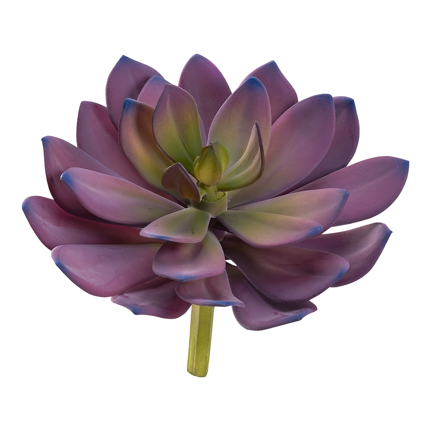 Pink Echeveria - GR2038