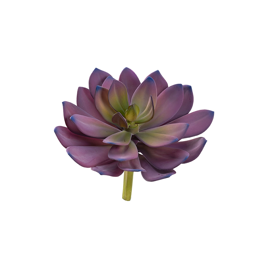 Pink Echeveria - GR2038