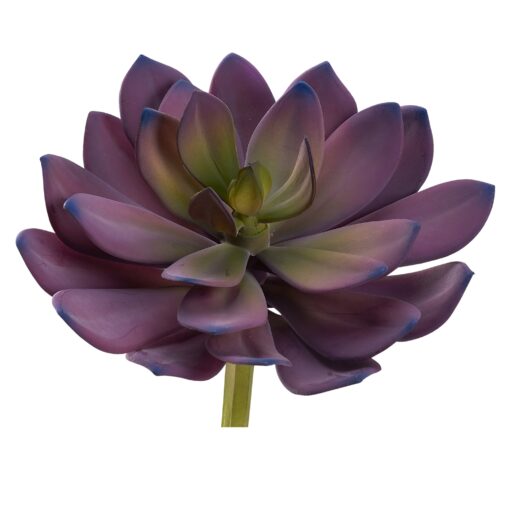 Pink Echeveria - GR2038