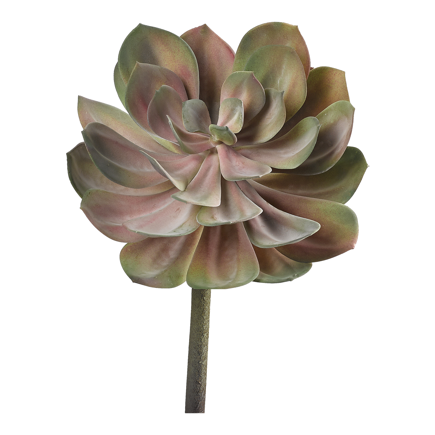 Light Green & Pink Echeveria - GR2105