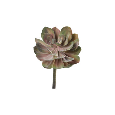 Light Green & Pink Echeveria - GR2105