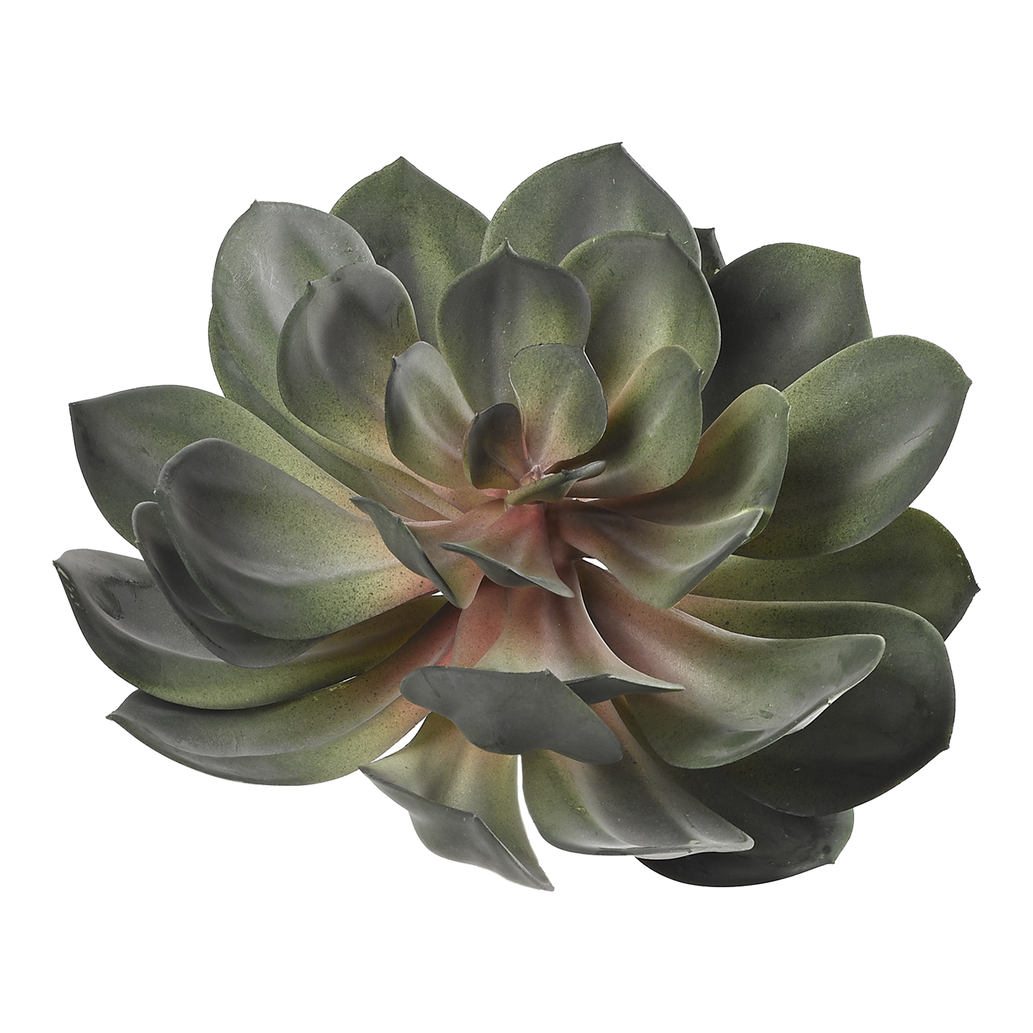 Green & Red Echeveria - GR2106