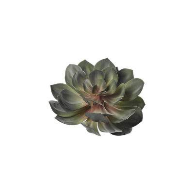 Green & Red Echeveria - GR2106