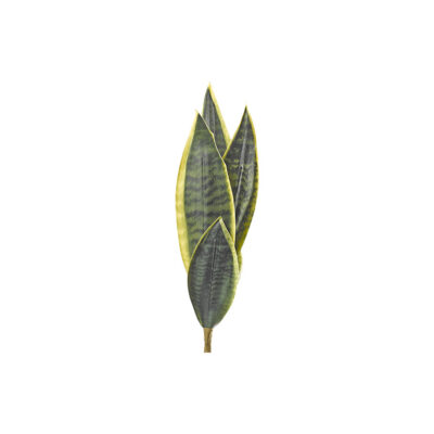 Yellow/Green Sansevieria - GR2110
