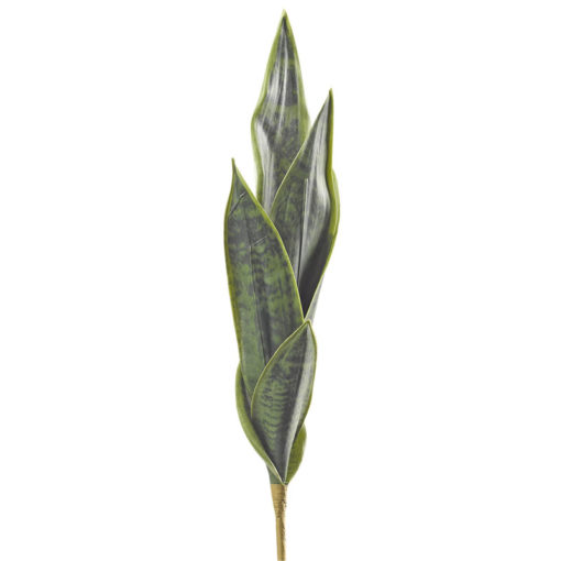 19" Dark Green Mother-in-Law's Tongue - GR2111