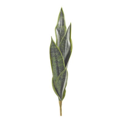Dark Green Mother-in-Law's Tongue - GR2112