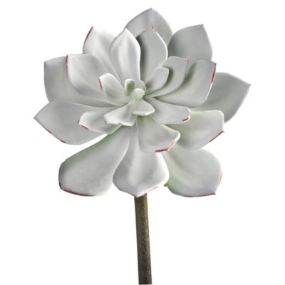 Frosted Succulent - GR2113
