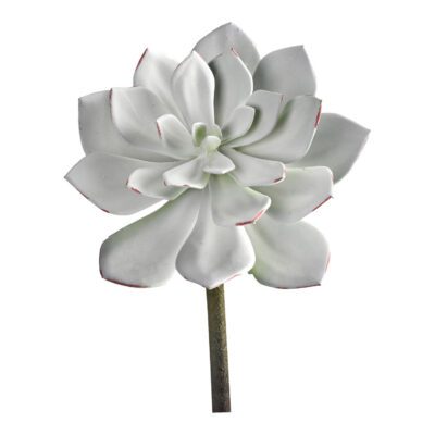 Frosted Succulent - GR2113