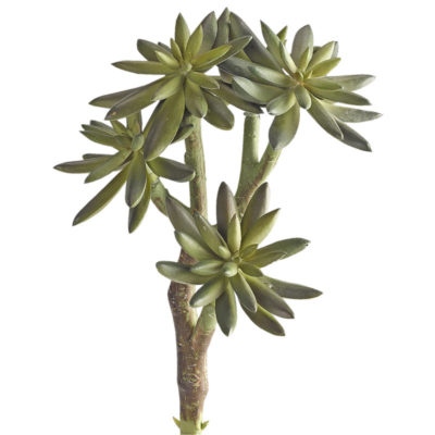 Five Heads Succulent Spray - GR2115