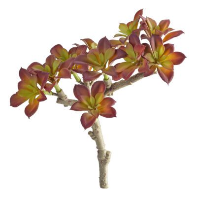 Star Flower Ground Cover - GR2116