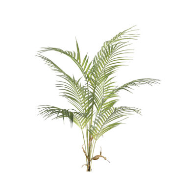 Medium Areca Palm - TL912