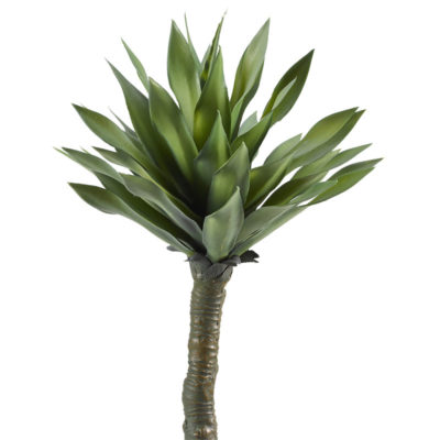 Desert Succulent - TL920