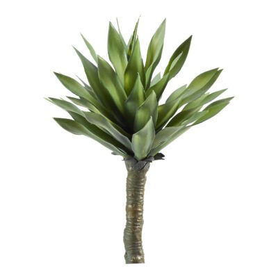 Desert Succulent - TL920