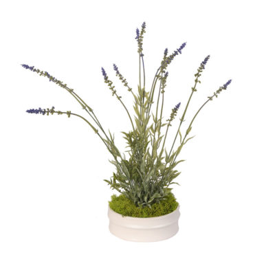 Lavender in Small Dollop Planter - 217045