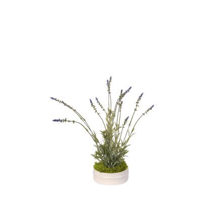Lavender in Small Dollop Planter - 217045
