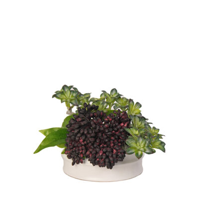 Burgundy Sedum in Small Dollop Planter - 217063