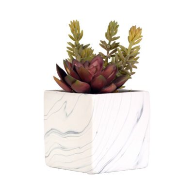 Echeveria & Flocked Succulent in Small Square Cora Vase - 219005