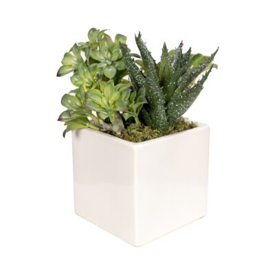 Aloe & Star Flower in Simply Square Vase - 219007