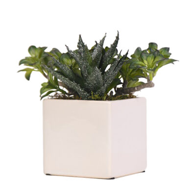 Aloe and Star Flower Ground Cover in Square Simple Vase - 219007