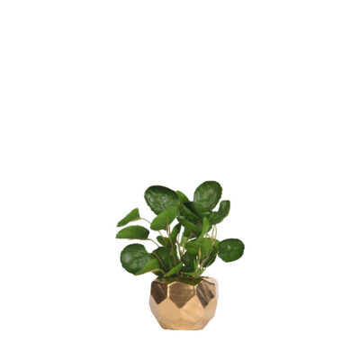 Eucalyptus in Small Gold Flintstone Planter - 219011