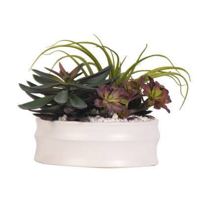 Large Echeveria, Tillandsia and Star Flower in Medium Dollop Planter - 219012