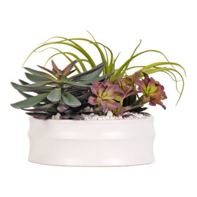 Large Echeveria, Tillandsia and Star Flower in Medium Dollop Planter - 219012
