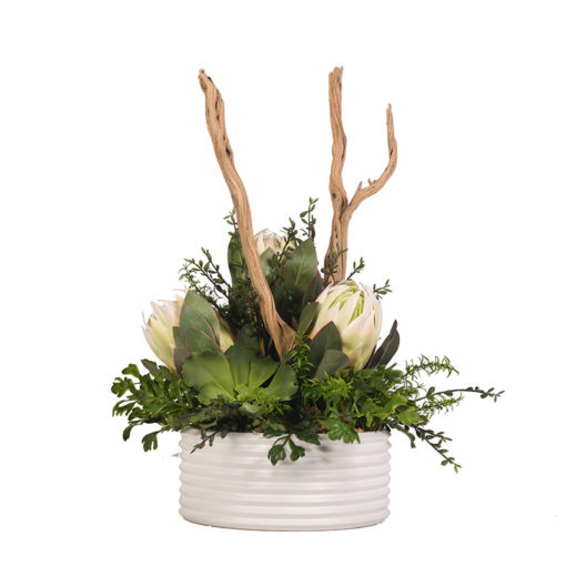 White Proteas with Succulents and Greenery in Armonica Bowl - 219015