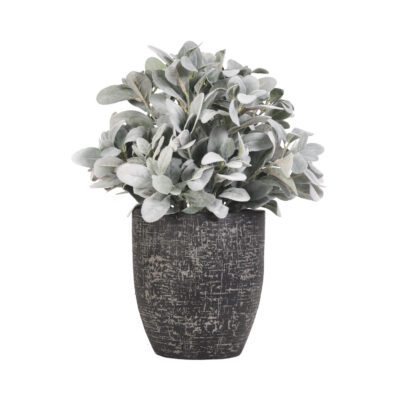 Lambs Ear in Sawyer Planter - 219018