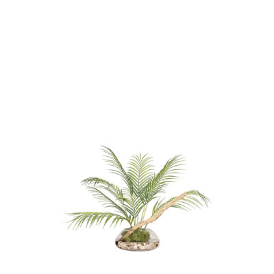 Areca Palm & Ghostwood in Puddle Vase - 219024