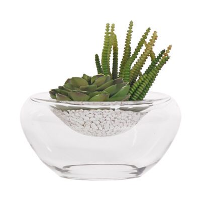 Green Echeveria & Worm Succulent in Small Puddle Vase - 219026