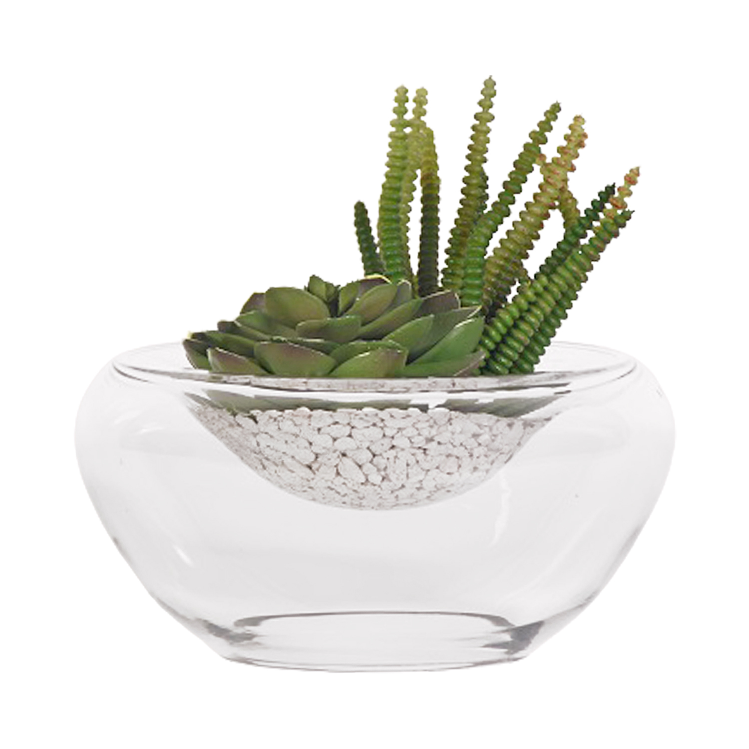 Echeveria and Worm Succulent in Small Puddle Vase - 219026