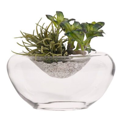 Star Flower and Succulent in Small Puddle Vase - 219029