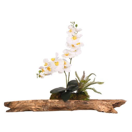 Cream Orchids on Wooden Log - 219038
