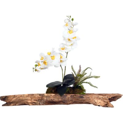 Orchids on Wooden Log - 219038