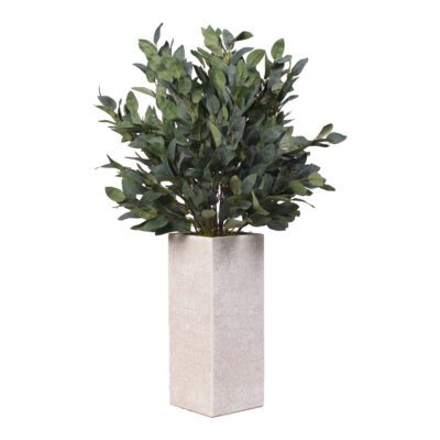 Eucalyptus in Everett Planter 3.7' - 321901