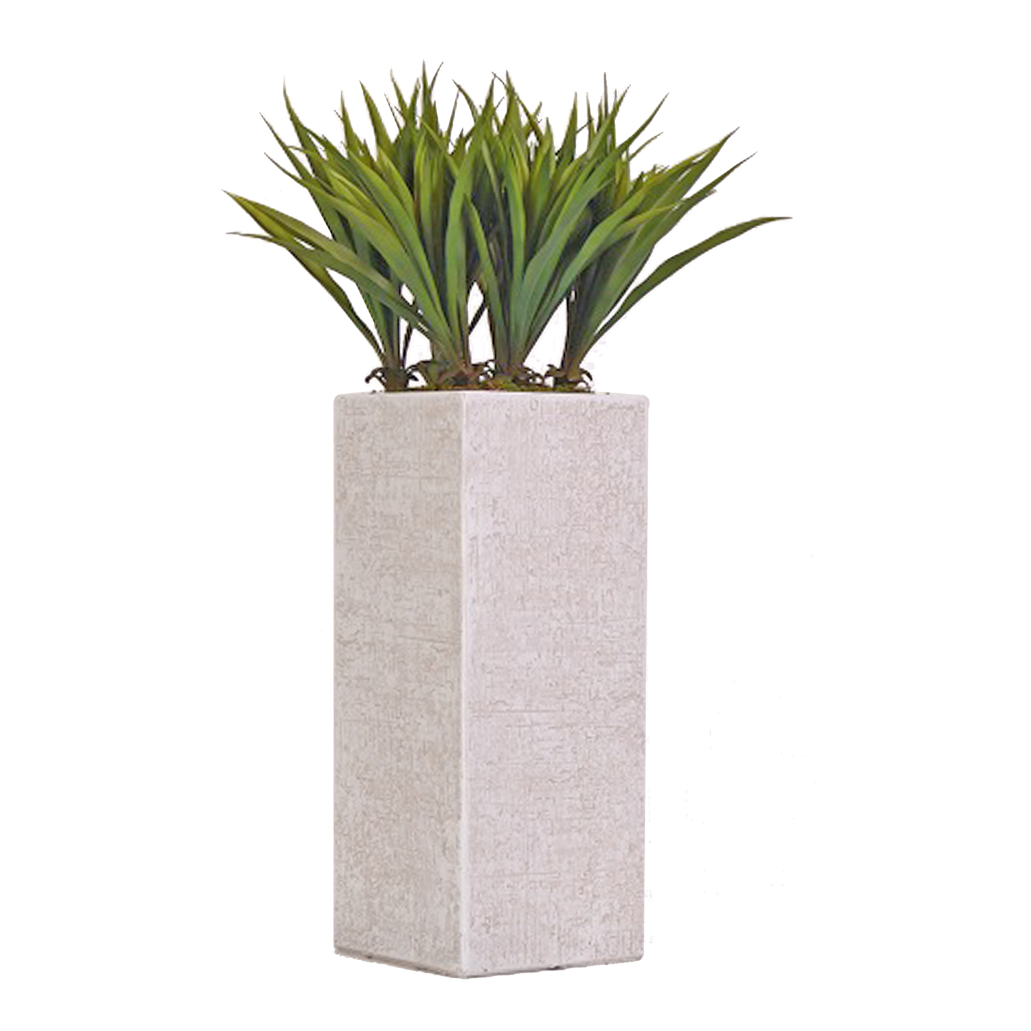 Green Lily Grass in Everett Planter 2.5' - 321902