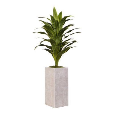 Dracaena in Everett Planter 5' - 321903
