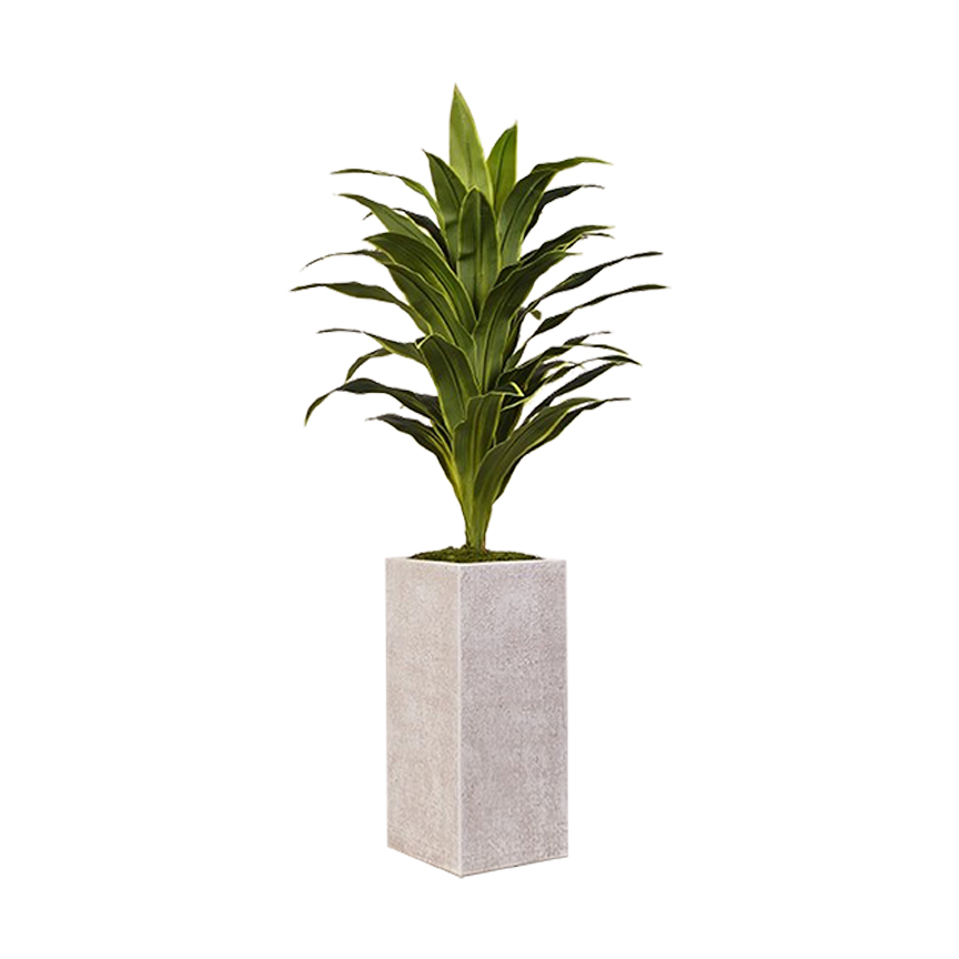 Dracaena in Everett Planter 5' - 321903 - Image 2