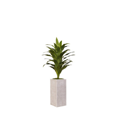 Dracaena in Everett Planter 5' - 321903
