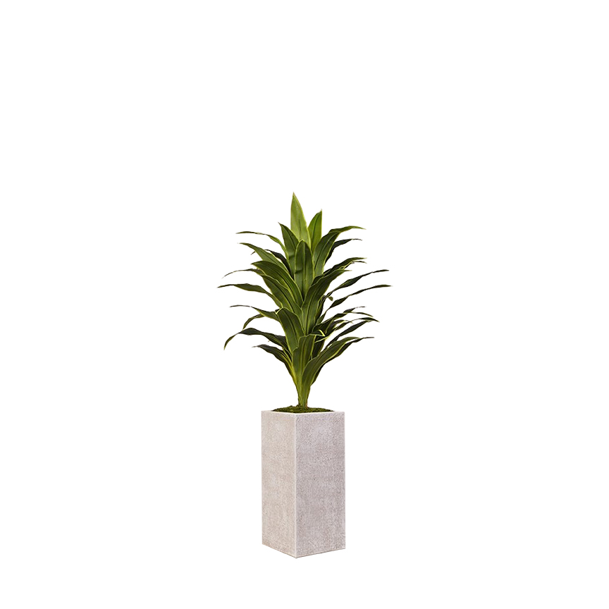 Dracaena in Everett Planter 5' - 321903
