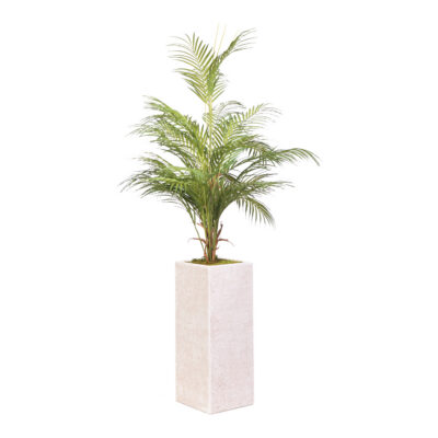 Areca Palm in Everett Planter 4.3' - 321904
