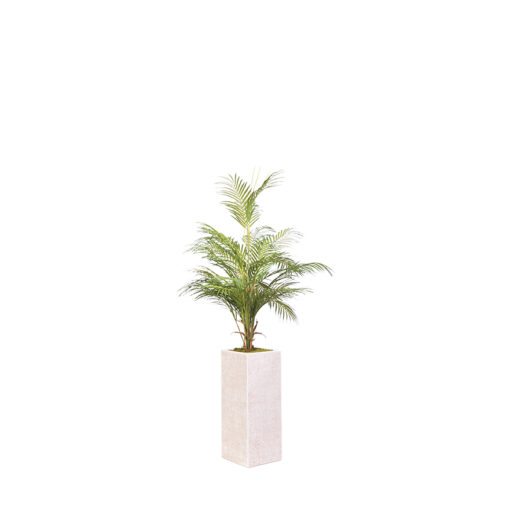 Areca Palm in Everett Planter 4.3' - 321904