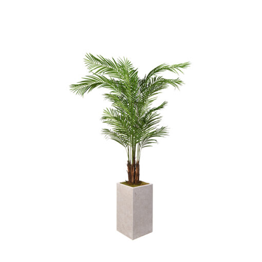 Areca Palm in Large White Everett Planter 8' - 321905