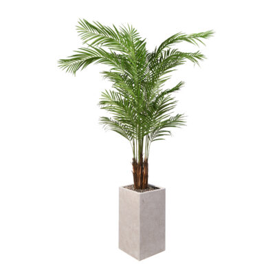 Areca Palm in Everett Planter 8' - 321905