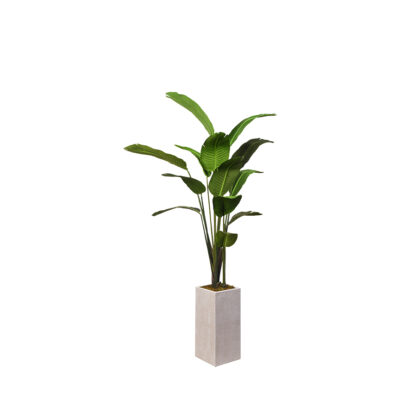 Traveler Palm in Everett Planter 7' - 321906