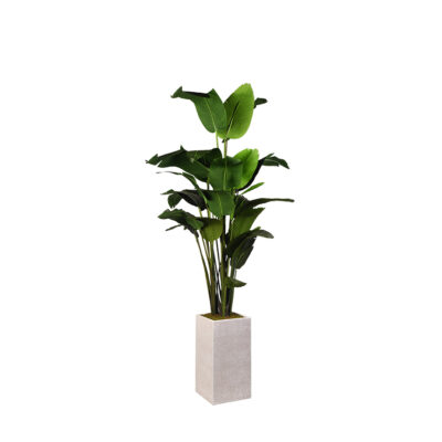 Traveler Palm in Everett Planter 8' - 321907