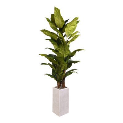 Spath Plant in Everett Planter 8' - 321908