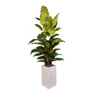 Spath Plant in Everett Planter 8' - 321909