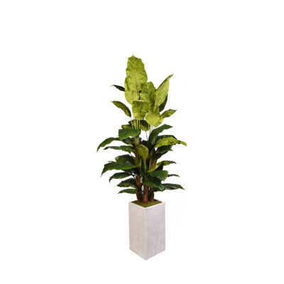 Spath Plant in Everett Planter 8' - 321909